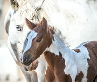 Wild Horses Sanctuary