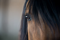 Spirit ~ The inspiration for Dreamworks movie ~ Kiger Mustang Stallion