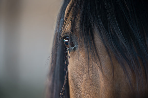 Spirit ~ The inspiration for Dreamworks movie ~ Kiger Mustang Stallion