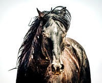Wild Horses