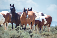 Stampede Day