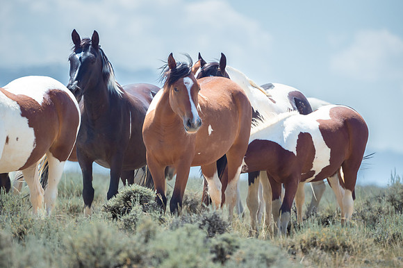 Stampede Day